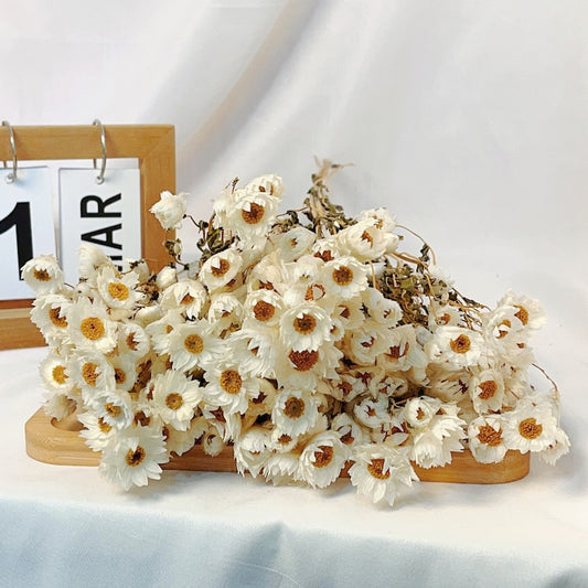 Dried White Zou Chrysanthemum